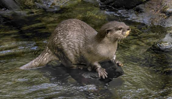 Otter