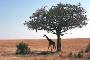 Geraffe hides in the shade of  tree