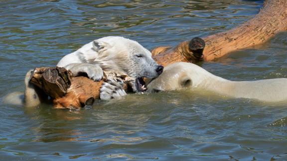 Ice Bears playing