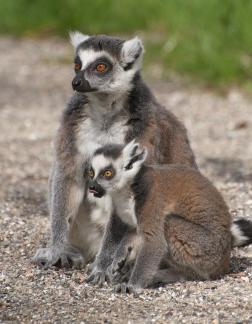 Katta mom and baby