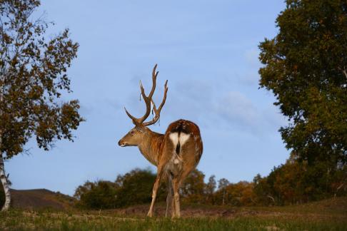 The deer turning back