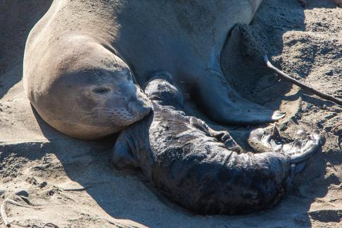 Elephant Seal8