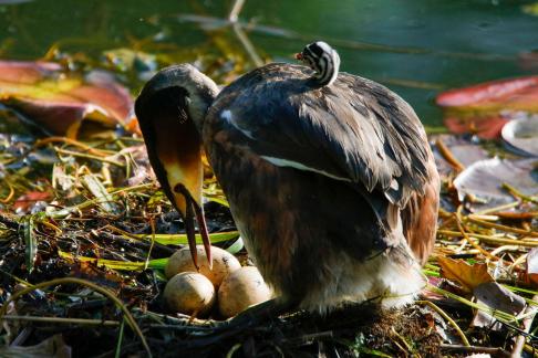 Great Crested Grebes 60