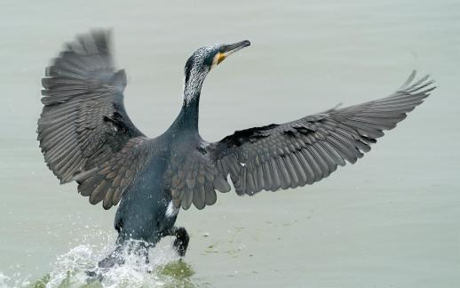 Cormorants soaring A