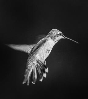 Hummingbird in Flight