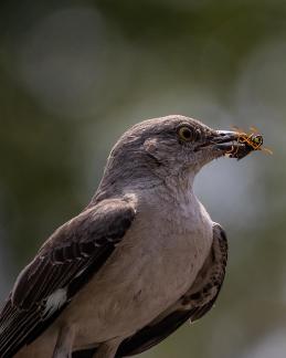 Bird with Wasp 1391