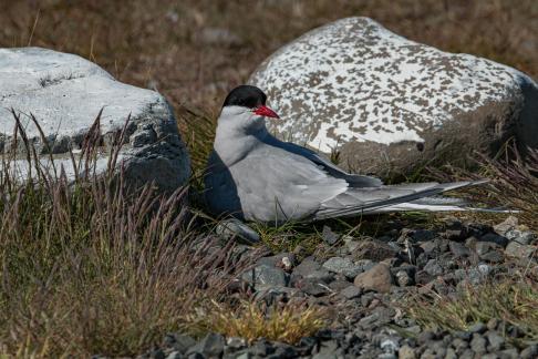 Arctic Tern on a Nest