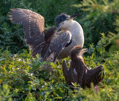 Two Juveniles Want to Eat