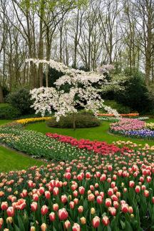 Flowering Dogwood