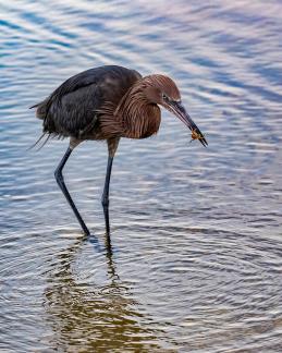 Reddish Egret With Crab