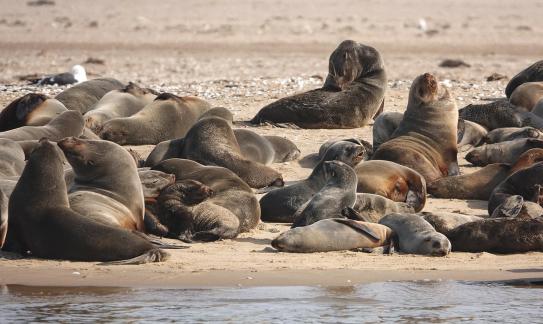 Cape fur seals_9