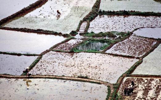 Vietnam fields