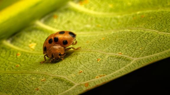 Lady Bug