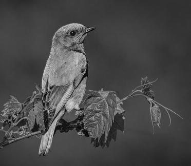 Eastern Bluebird 89