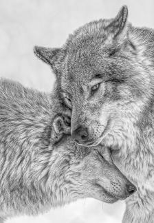 Wolf affection 47