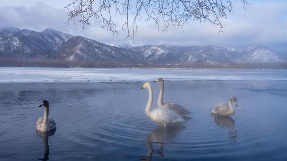 Beautiful swan lake