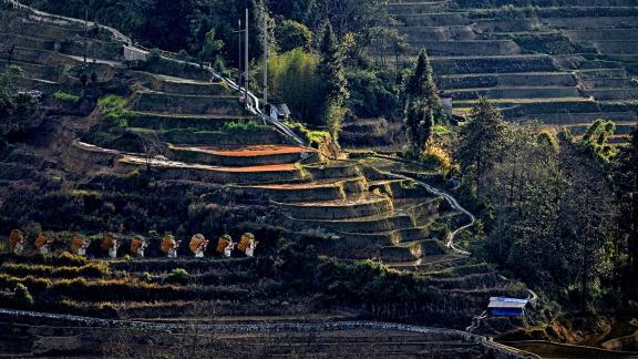 The terraced girls