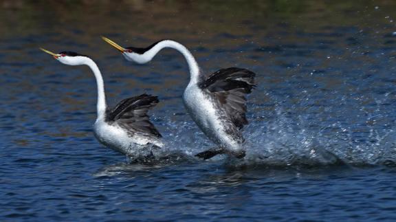 Water ballet 3