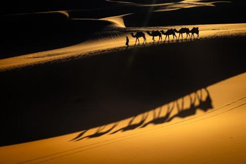 Desert Camel Shadow