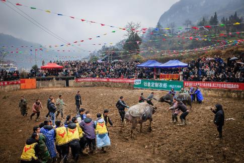 Miao Bullfighting