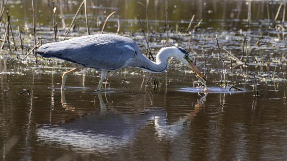 Blue Fishing Heron opus 6