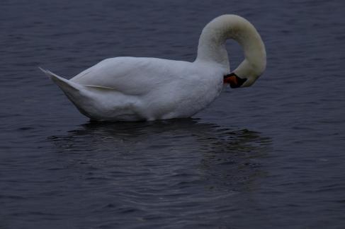 Mute Swan