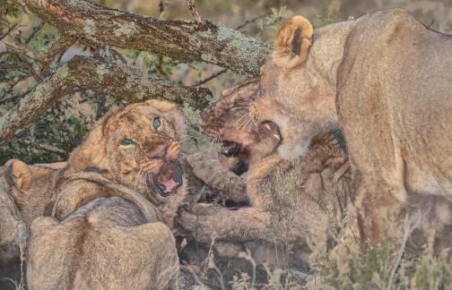 Lion meal confrontation