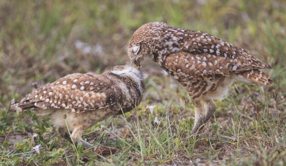 Feeding Owls 02