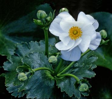 Mt Cook lily