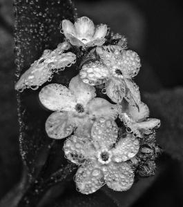 Morning dew on forget-me-nots