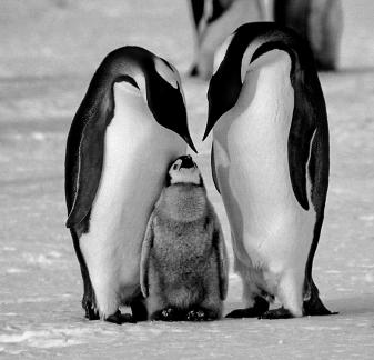 Emperor penguin parents with chick3