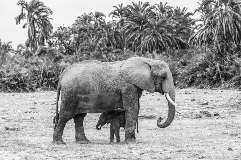 Elephant with her baby