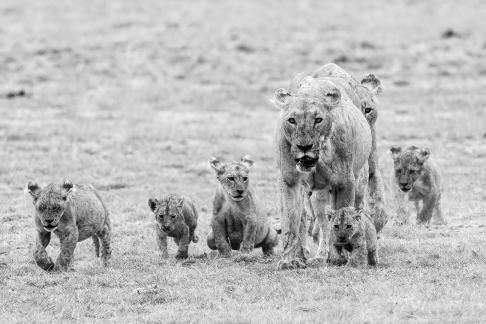 Mothers and Cubs 4