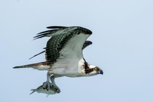 Osprey Bringing Home Fish 21