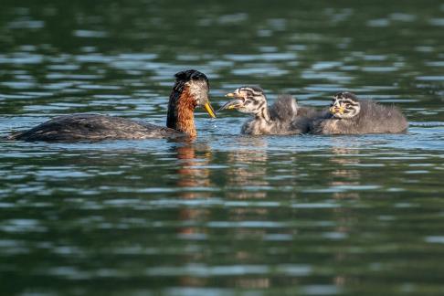 Red-necked grebe Baby 14