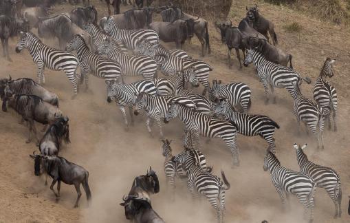 Migration in Kenya 5