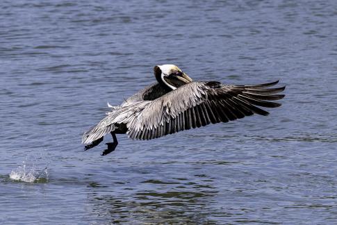 Brown Palican Skipping Water