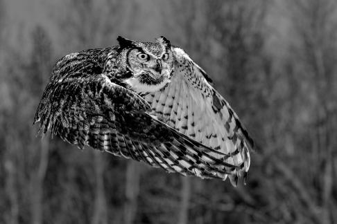 Long Eared Owl 50