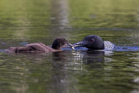 Loon mom and baby