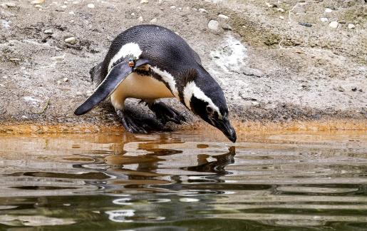 Little Penguin Drinking