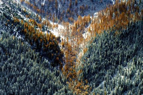 Triangles in the forest