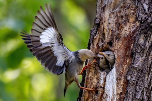 Feeding young birds 2