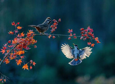 The dance of courtship