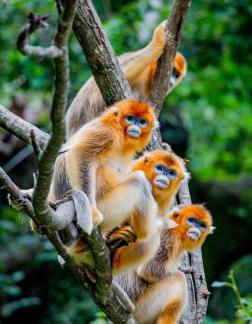 The Monkey Family