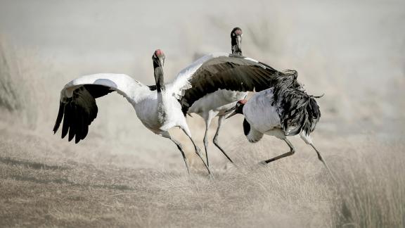 black necked Crane 9