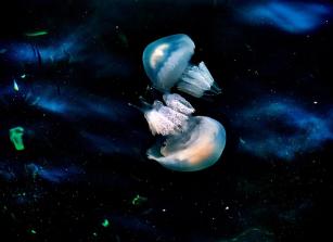 Jellyfish20247