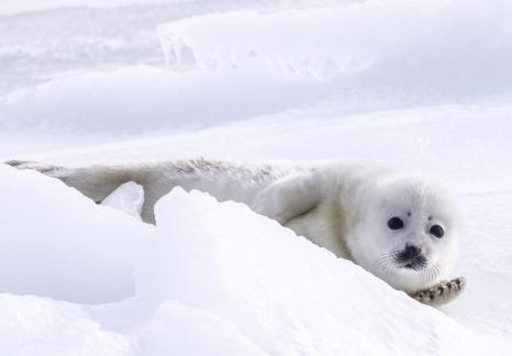 Harpseal90