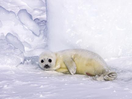 Harpseal111