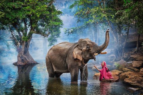 Elephant and the girl