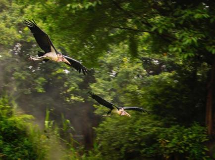 Two black wings